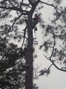 A Jesse James Tree Rangers arborist performing tree removal on a tall pine in Jacksonville, FL.