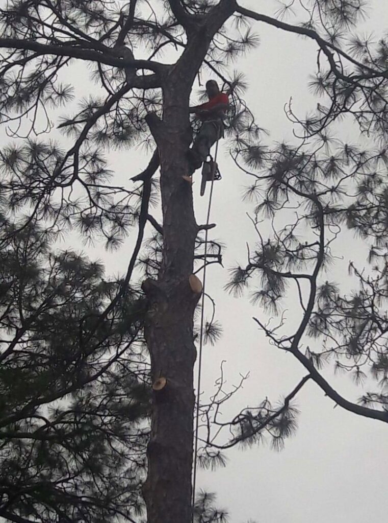 A Jesse James Tree Rangers arborist performing tree removal on a tall pine in Jacksonville, FL.