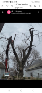 A large tree undergoing removal with a boom truck in the background by Lp Tree Service in Janesville, WI