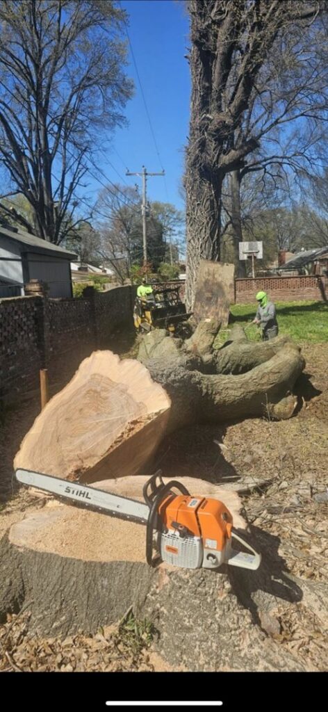 Tree removal in progress, showing large cut tree sections, a chainsaw, and workers in the background for Chipper's Tree Service LLC in Memphis, TN.