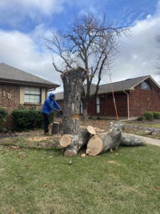 A tree service worker using a chainsaw to remove a large tree trunk for Freddy's Tree Service in Anaheim, CA.