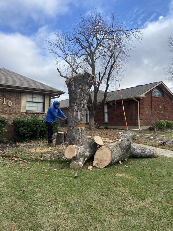 A tree service worker using a chainsaw to remove a large tree trunk for Freddy's Tree Service in Anaheim, CA.
