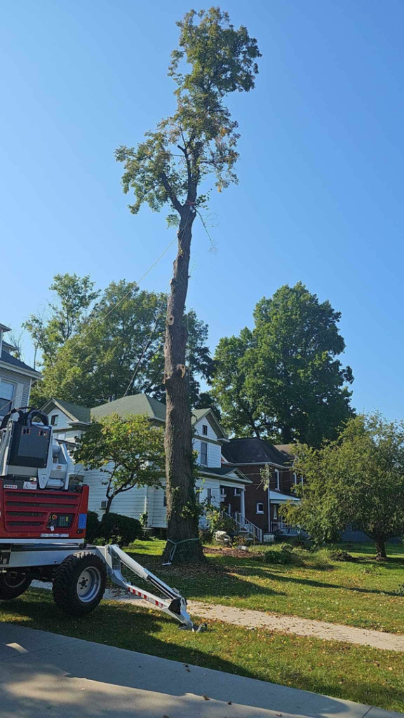 A tall tree undergoing removal with specialized equipment and ropes by Mike's tree service in St. Louis, MO.
