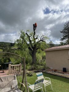 A tree service professional performing tree removal in a backyard for Jarquin Tree Service, LLC in San Jose, CA.