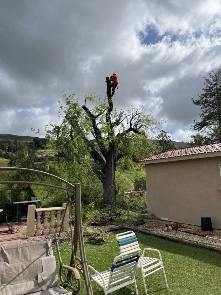 A tree service professional performing tree removal in a backyard for Jarquin Tree Service, LLC in San Jose, CA.