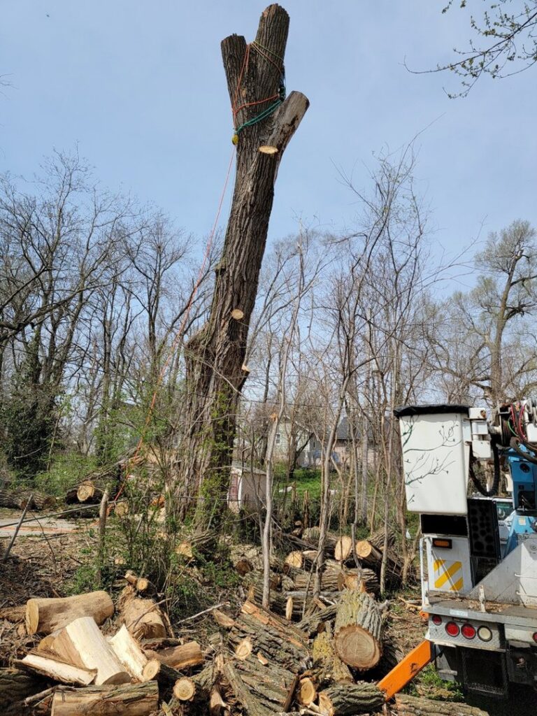 A tall tree being removed with ropes and a bucket truck, showing tree service work by M S Wiekhorst Arbor Company in Columbus, NE.