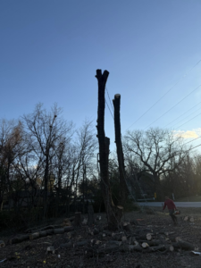 Tree removal in progress, showing two tall stumps, cut logs, and a worker with a chainsaw from Omar Tree Service in Tulsa, OK.