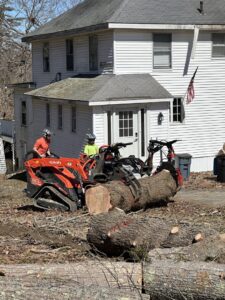 A Cassella Tree Service worker high in a tree, performing a tree removal service in South Portland, ME.