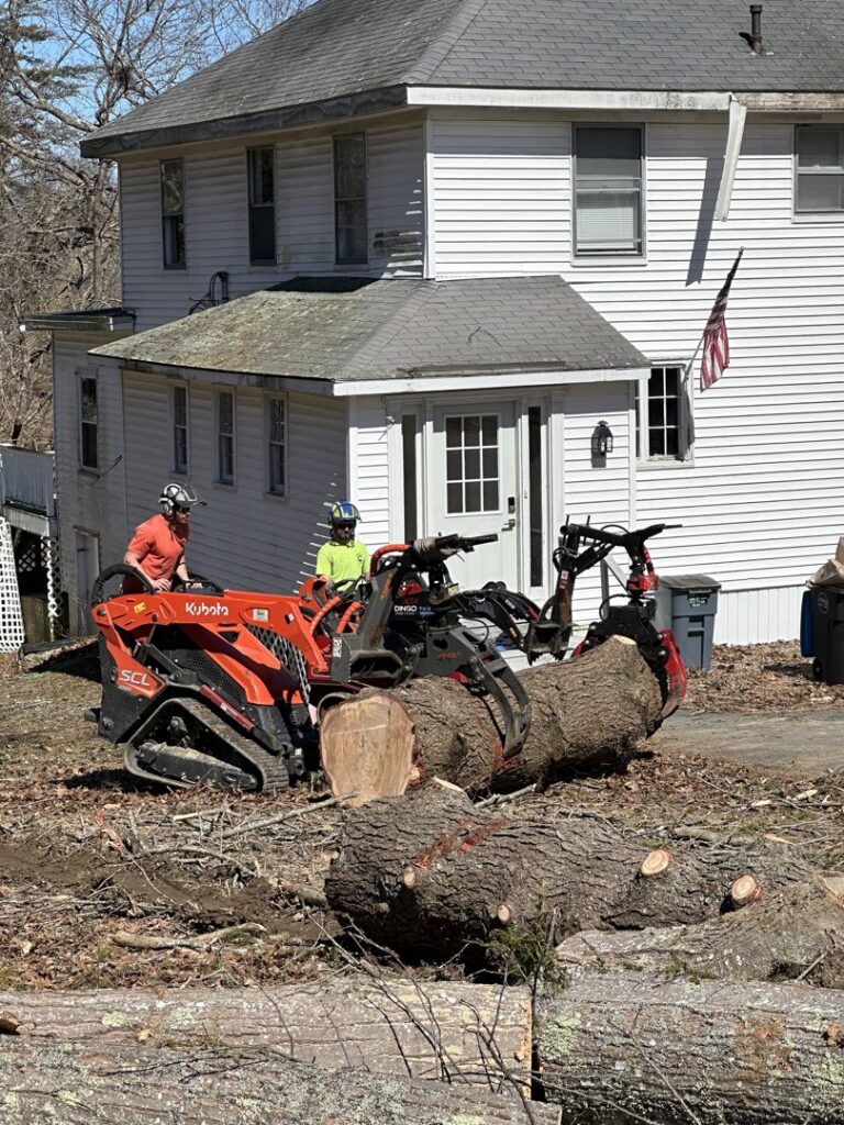 A Cassella Tree Service worker high in a tree, performing a tree removal service in South Portland, ME.