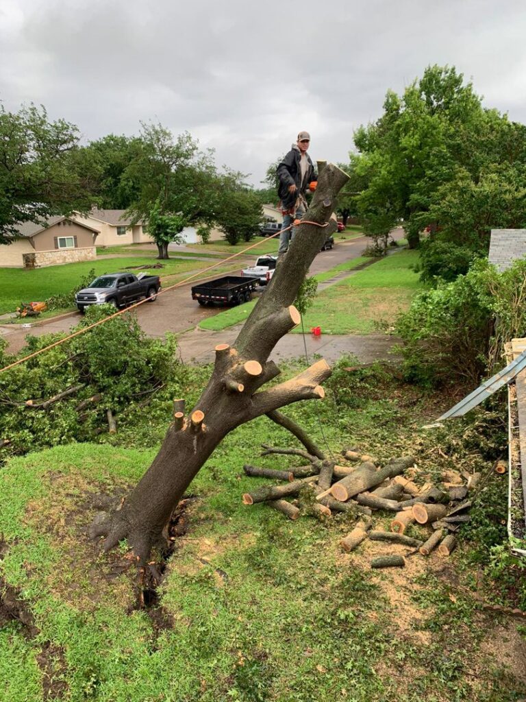 A tree service worker performing tree removal, with cut logs on the ground, for Lion Tree Service in Dallas, TX.
