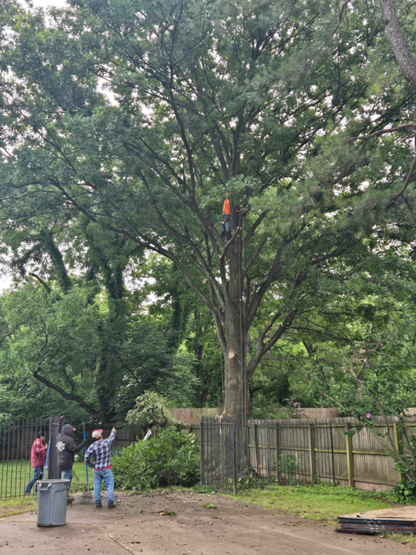 Tree service workers performing tree removal with one worker high in the tree and others on the ground for Top Notch Tree Service LLC in Tulsa, OK