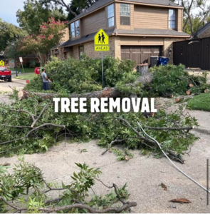 A large tree removed and branches on the ground after a tree removal job by Big E's Tree Service in Dallas, TX