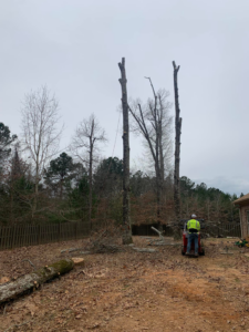 A tree removal job in progress with cut trees and a worker operating equipment at Molina's Tree Service in Poughkeepsie, NY