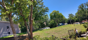 A tree removal scene with a ladder, cut branches, and a worker on the ground by Aboriginal Arborists llc in Des Moines, IA.