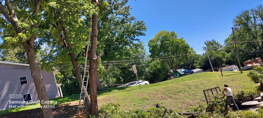A tree removal scene with a ladder, cut branches, and a worker on the ground by Aboriginal Arborists llc in Des Moines, IA.