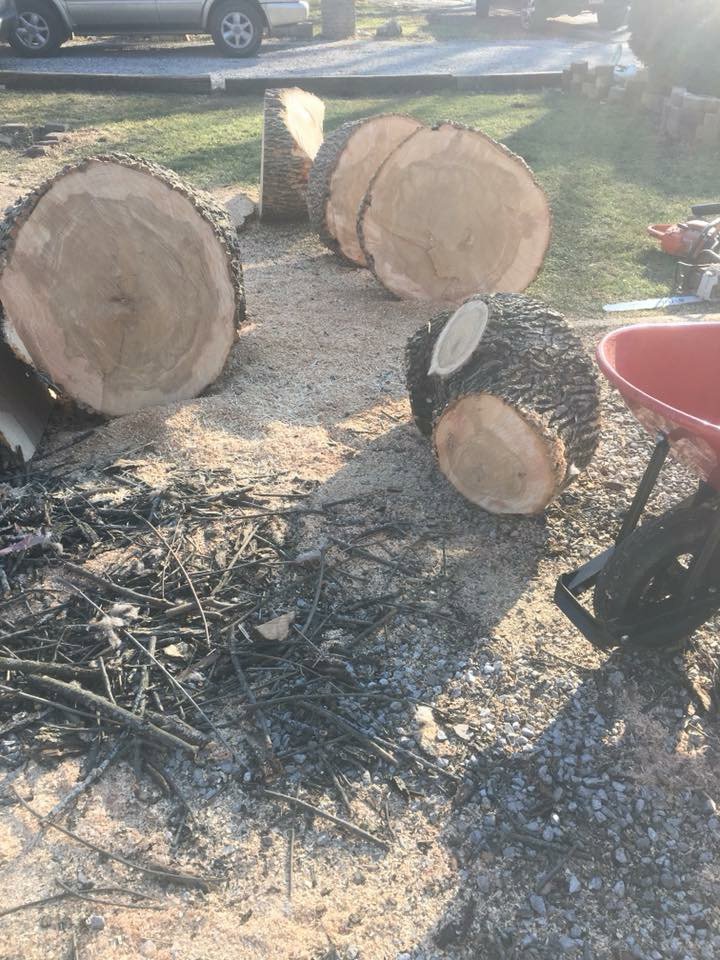 Large tree trunk sections and sawdust on the ground after a tree removal service by Abide Landscape & Tree Service, LLC in Carmel, IN.