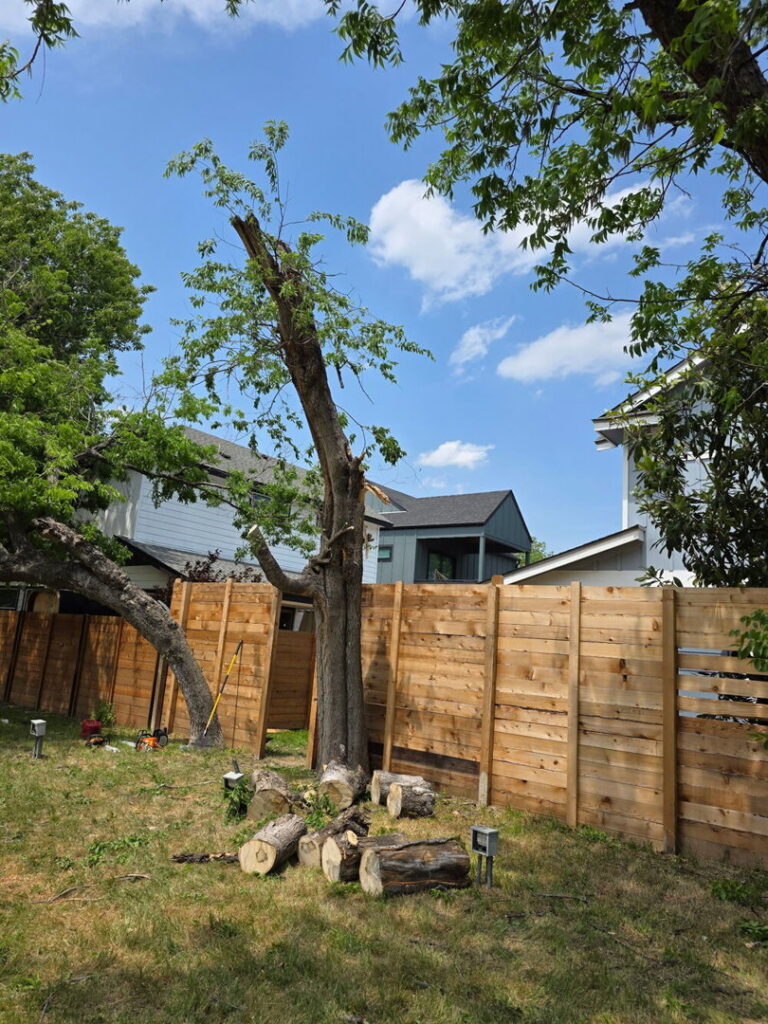 A partially removed tree with cut logs on the ground, indicating a tree removal service by Austin Tree Specialists in Austin, TX.