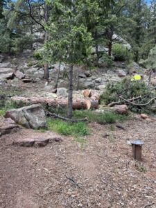 Freshly cut logs and branches on the ground after tree removal by Central Colorado Tree Service in Colorado Springs, CO.