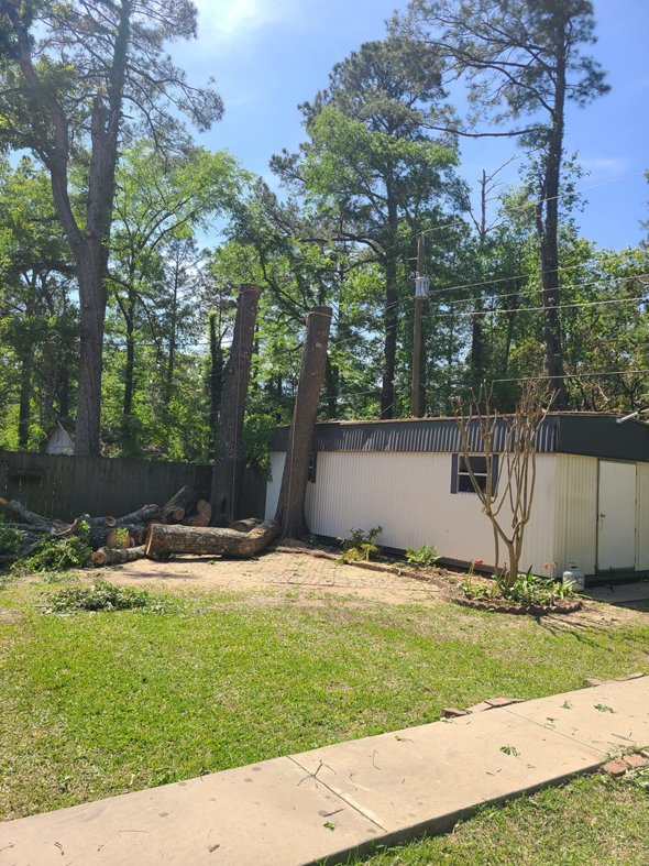 A residential yard with recently cut tree trunks and branches, showing a tree removal job by Edgar's Tree Service & Demolition in West Monroe, LA