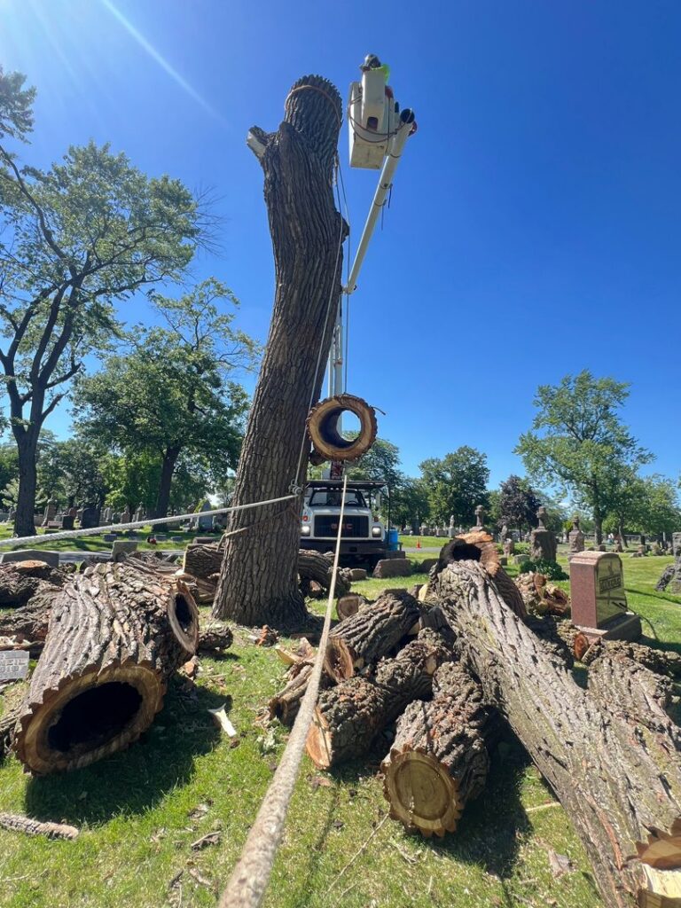 A bucket truck next to a large tree that has been removed, with logs on the ground, by Raptors Tree Service LLC in Hammond, IN.