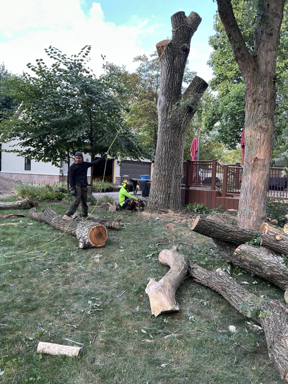 Tree service crew from Jay's Tree and Lawncare cleaning up cut logs after a tree removal in Indianapolis, IN.