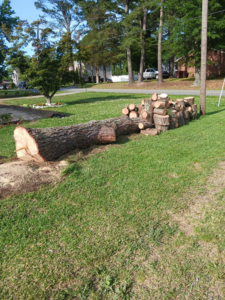 Freshly cut tree trunk and logs from a completed tree removal by Justen & Sons Tree Service in Norfolk, VA.