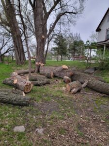Large tree trunks cut into sections on the ground after a tree removal service by M S Wiekhorst Arbor Company in Columbus, NE.