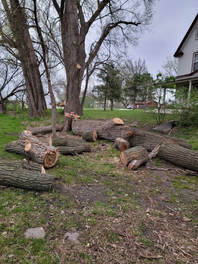Large tree trunks cut into sections on the ground after a tree removal service by M S Wiekhorst Arbor Company in Columbus, NE.
