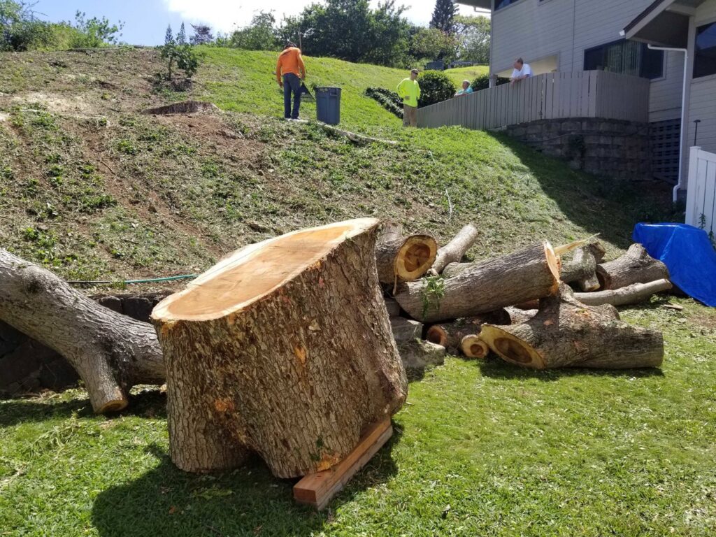 Large tree logs on a grassy slope after a tree removal service by Island Trees in Bethpage, NY.
