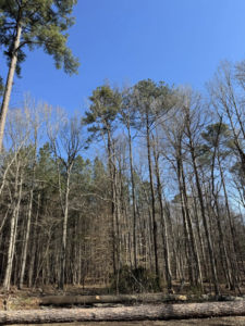 Large logs on the ground after a tree removal service by J. Prado Tree Service & Landscape in Raleigh, NC