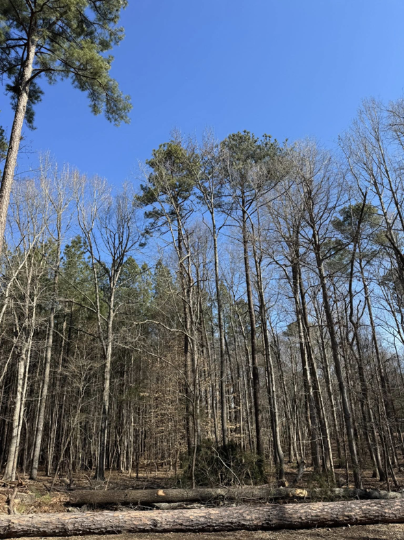 Large logs on the ground after a tree removal service by J. Prado Tree Service & Landscape in Raleigh, NC