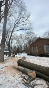 Freshly cut tree logs and sawdust on snowy ground after tree removal by Leiva tree Service in Detroit, MI.