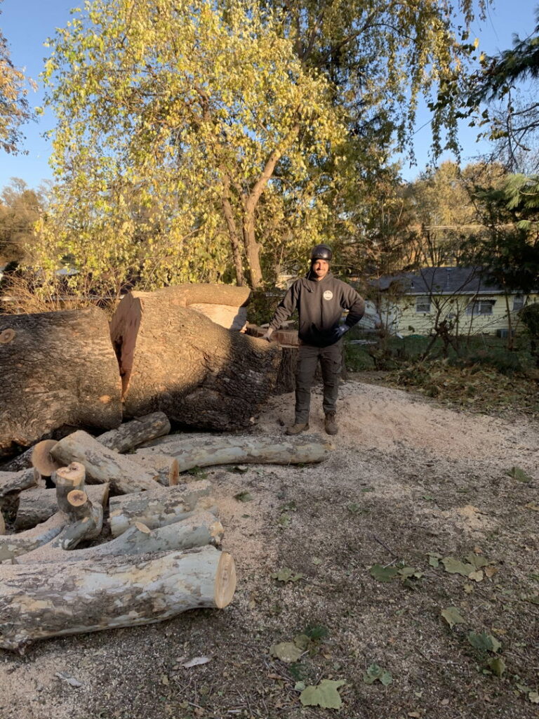 A tree service worker standing among large cut tree sections and sawdust after a tree removal by South "O" Tree and Stump in Omaha, NE.