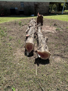Freshly cut tree logs and a stump after tree removal by Arbor Management Services in Shreveport, LA.