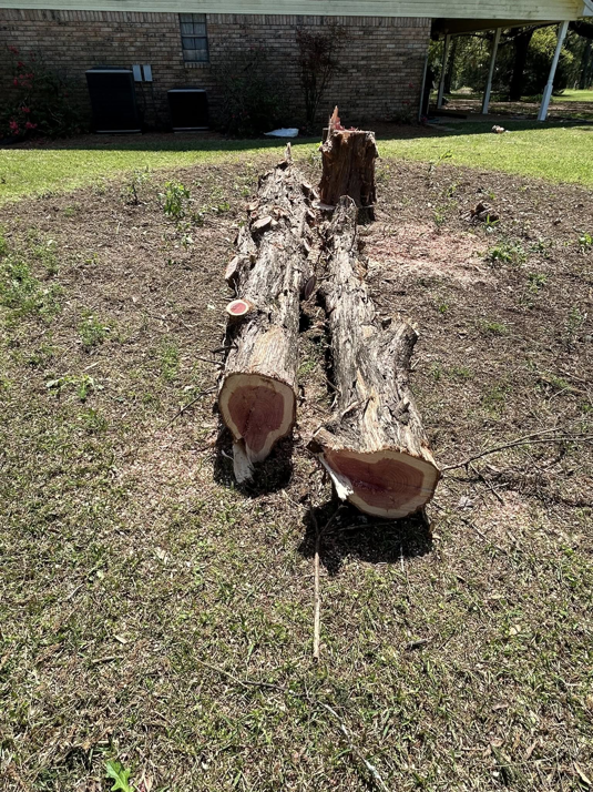 Freshly cut tree logs and a stump after tree removal by Arbor Management Services in Shreveport, LA.
