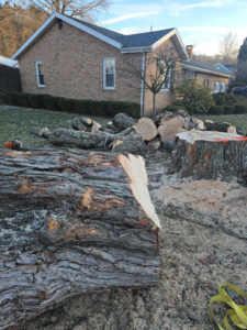 Freshly cut tree logs and a stump with a chainsaw on the ground after tree removal by Green works tree service in Columbus, OH.