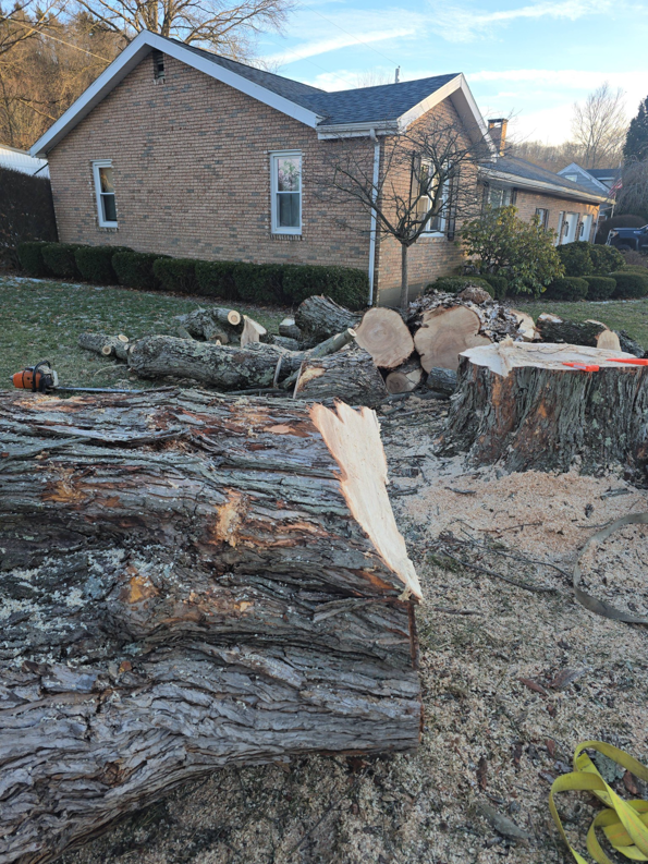 Freshly cut tree logs and a stump with a chainsaw on the ground after tree removal by Green works tree service in Columbus, OH.