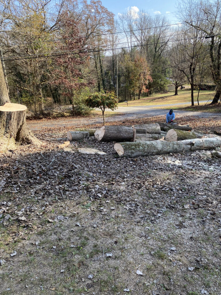 Large tree logs and a fresh stump after tree removal by Lawncare lopez Tree services in Chattanooga, TN