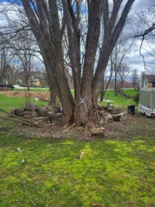 A large tree trunk with cut logs piled around its base, indicating tree removal work by Making the Cut Tree Service in Muskego, WI.