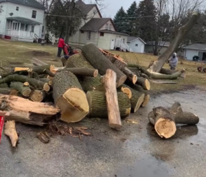 A large pile of cut tree logs with workers performing tree removal in the background for Bonilla's Tree Services in Falls Church, VA