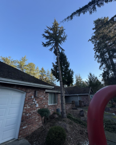 A tree service worker from Jake's Tree Service performing tree removal or pruning near a residential home in Everett, WA.