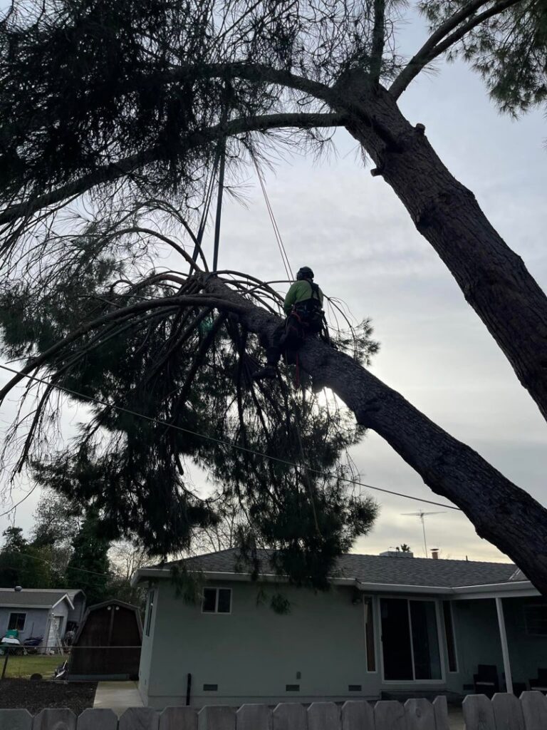 An arborist safely working on a large tree branch leaning over a house, demonstrating tree removal by Nexus Tree Solution's in Sacramento, CA