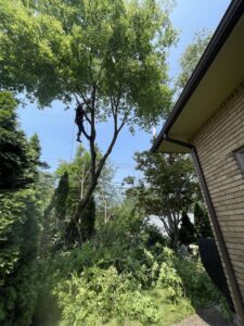 A tree service worker performing tree removal near a residential house for Father and Son Tree Service in Lansing, MI.