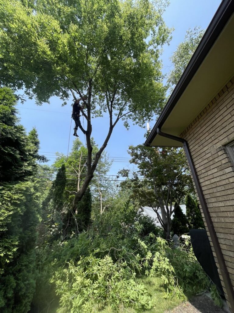 A tree service worker performing tree removal near a residential house for Father and Son Tree Service in Lansing, MI.