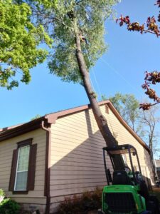 Tree removal in progress near a residential house with a worker and ropes by Apex Tree Service, LLC in Huntsville, AL.
