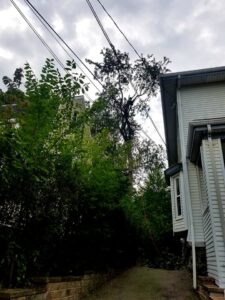 A tall tree undergoing removal or heavy pruning near power lines by Essential Tree Service in Boston, MA