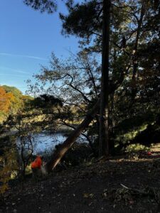 A tree service worker cutting a tree near a body of water, with another worker in a tree, by J&J's Tree & Lawn in Portsmouth, VA.