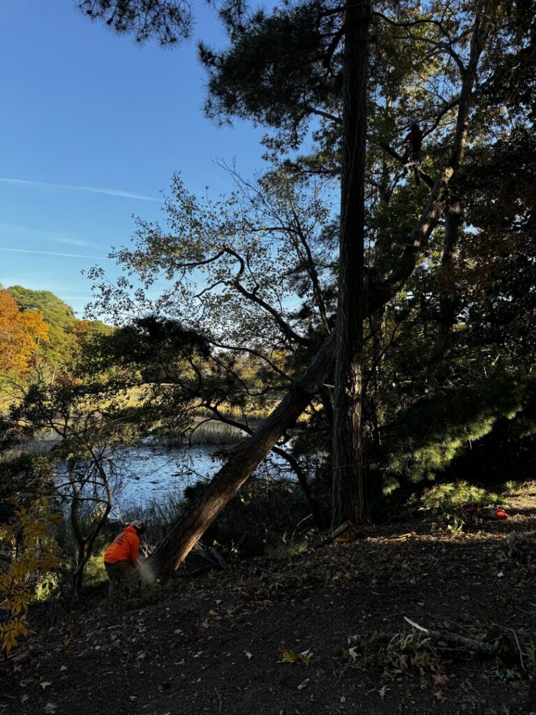 A tree service worker cutting a tree near a body of water, with another worker in a tree, by J&J's Tree & Lawn in Portsmouth, VA.
