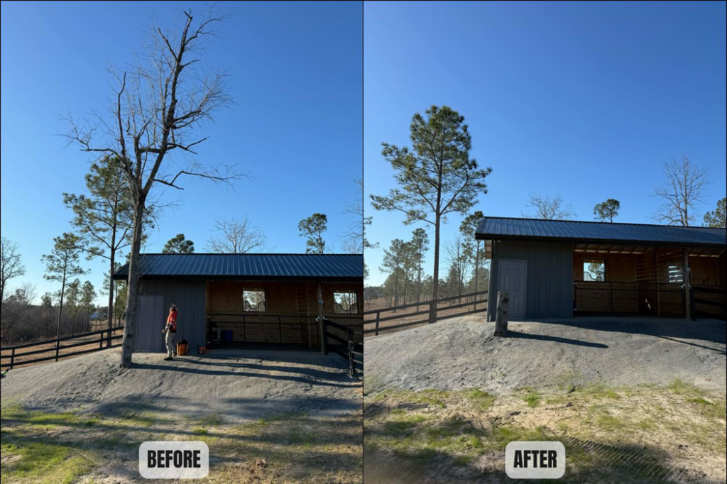 Before and after image of a tree removed next to a building by BW Tree Removal in Aiken, SC.