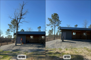 Before and after image of a tree removed next to a building by BW Tree Removal in Aiken, SC.